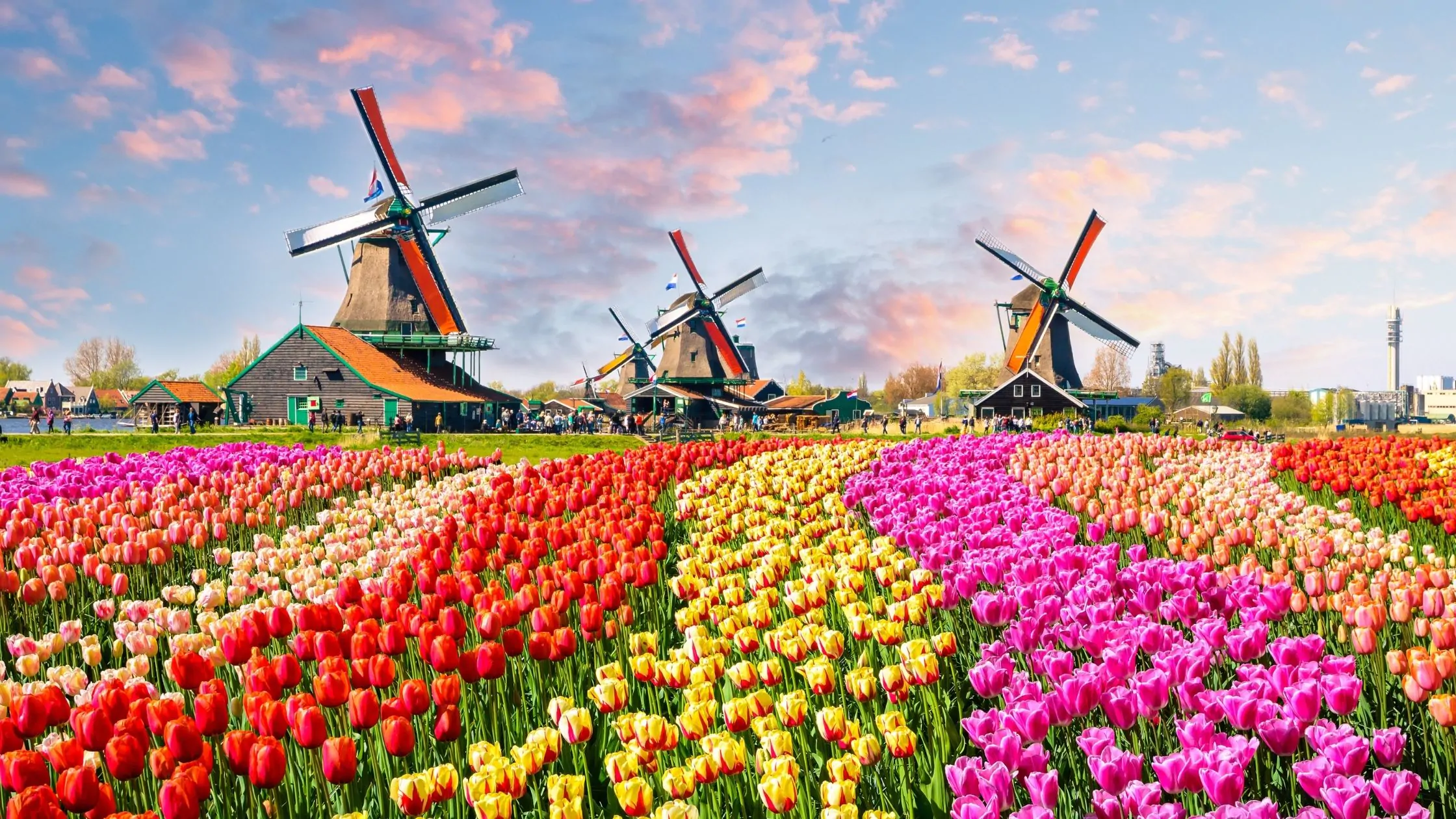 الربيع في هولندا